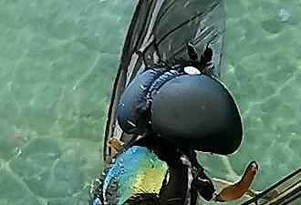 Sargus bipunctatus